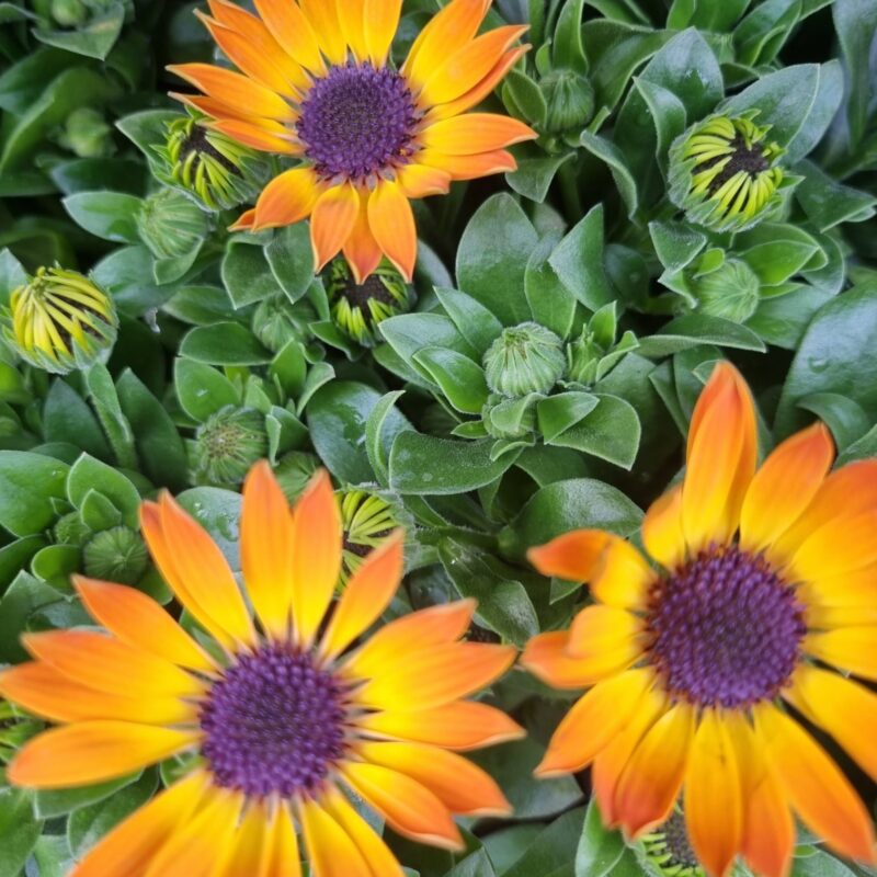 Osteospermum Orange