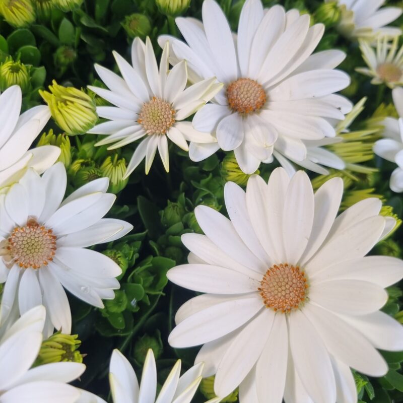 Osteospermum White