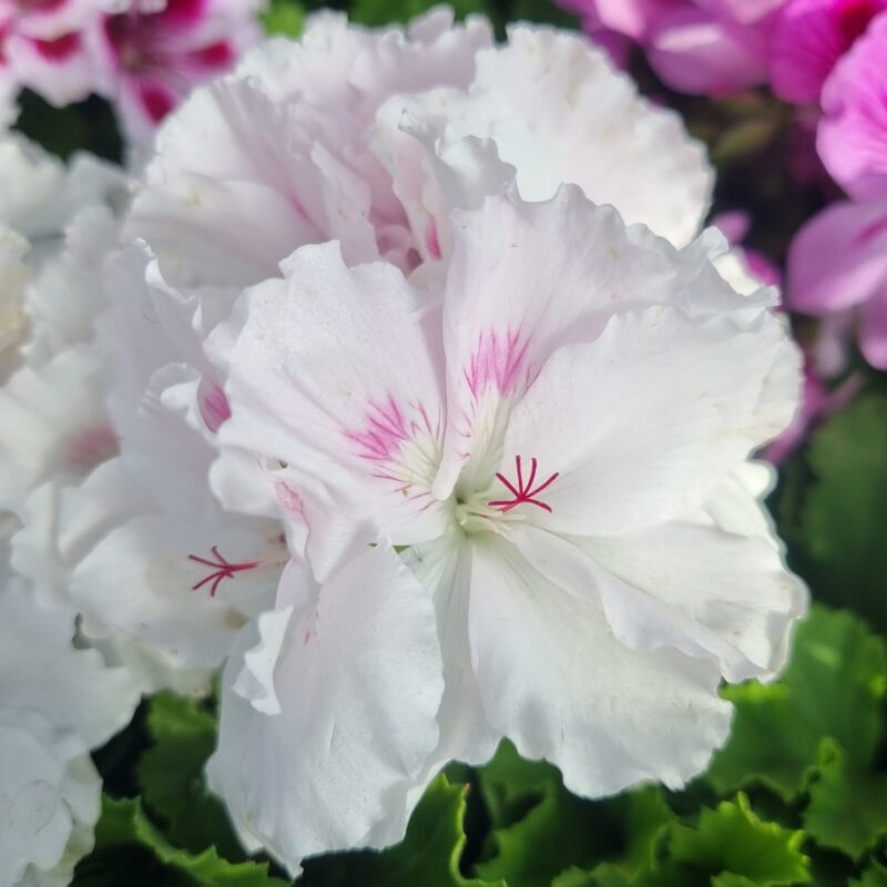 Pelargonium Geranium White