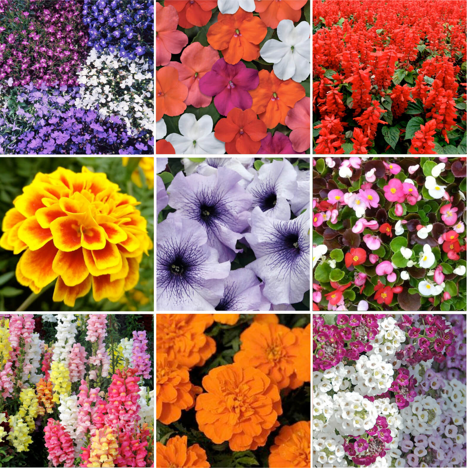 Summer Bedding 6 Packs Holland House Garden Centre Preston