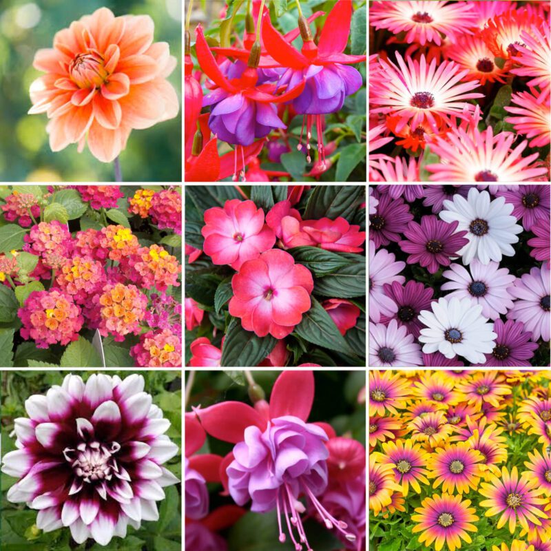 Summer Bedding Upright Pots