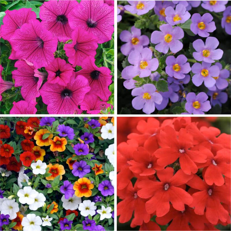 Trailing Summer Basket Plants