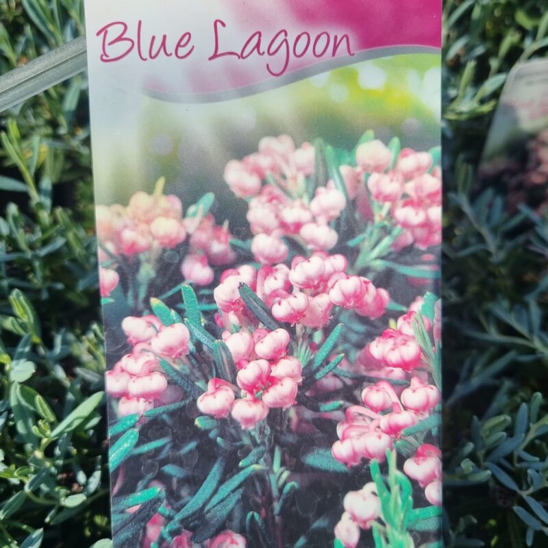 Andromeda Polifolia Blue Lagoon
