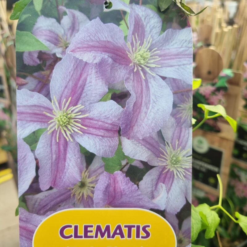 Clematis Emilia Plater