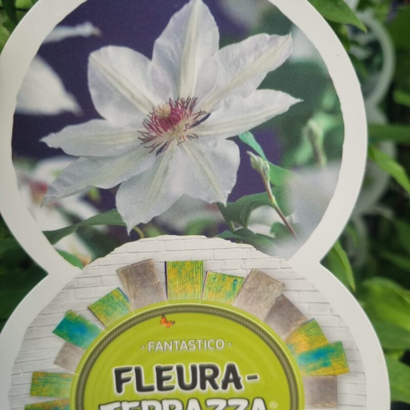 Clematis Fleura Terrazza