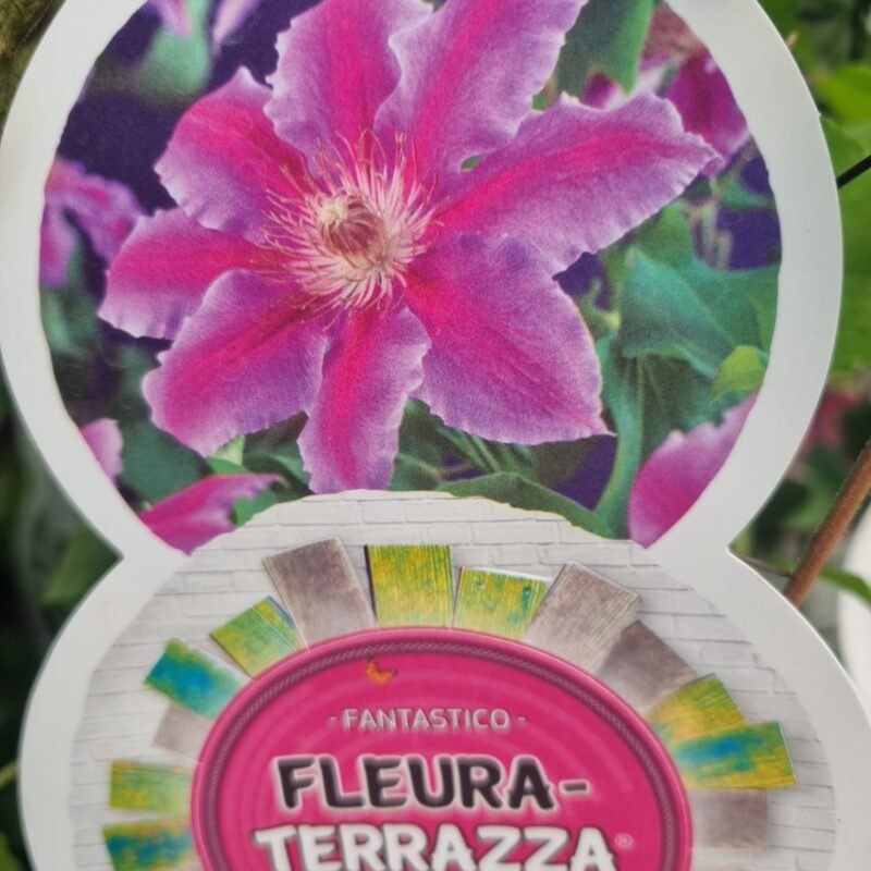 Clematis Fleura Terrazza Fantastico