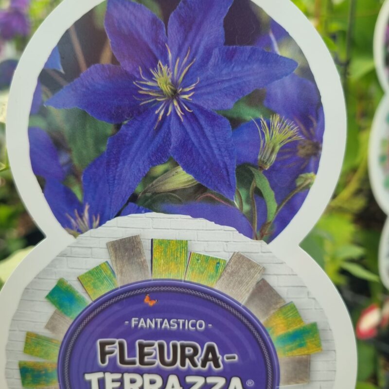 Clematis Fleura Terrazza Fantastico Rhapsody