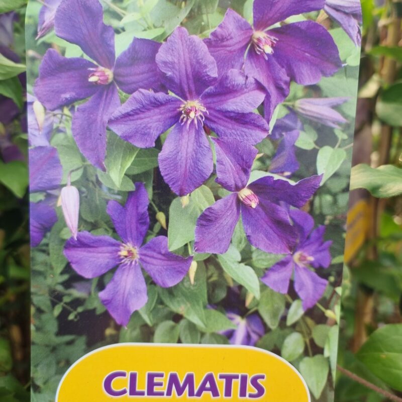 Clematis Polish Spirit