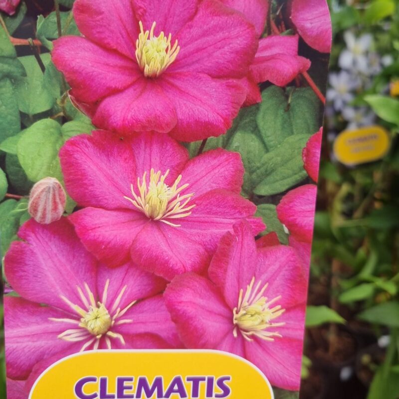 Clematis Ville De Lyon