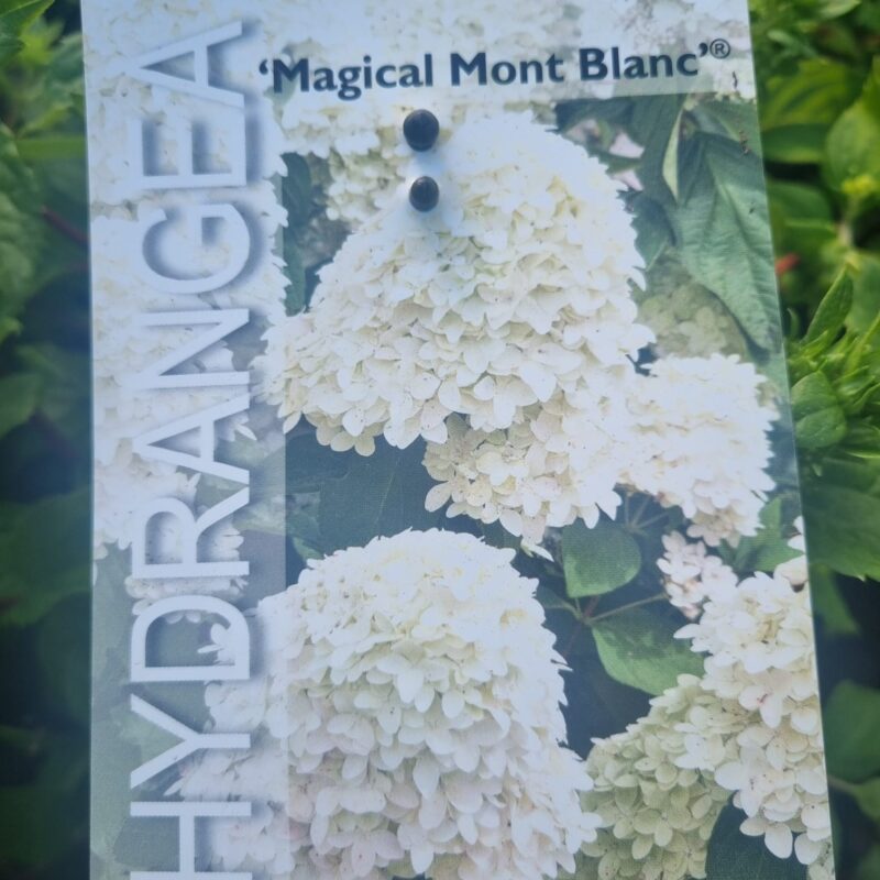 Hydrangea Magical Mont Blanc