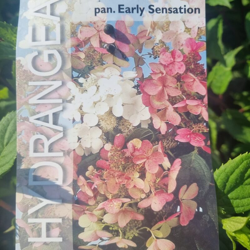 Hydrangea Paniculata Early Sensation