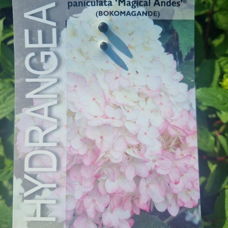 Hydrangea Paniculata Magical Andes