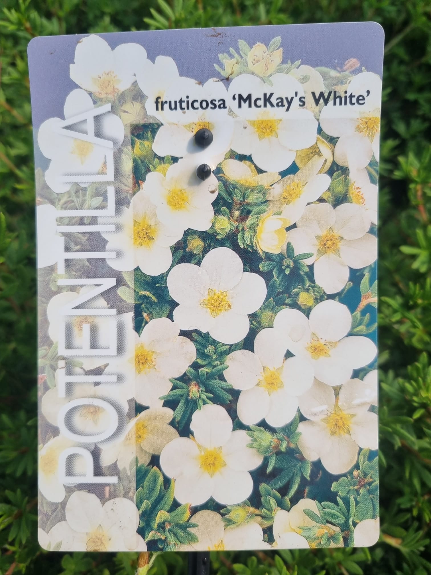 Potentilla Fruticosa McKays White 3L Holland House Garden Centre Preston