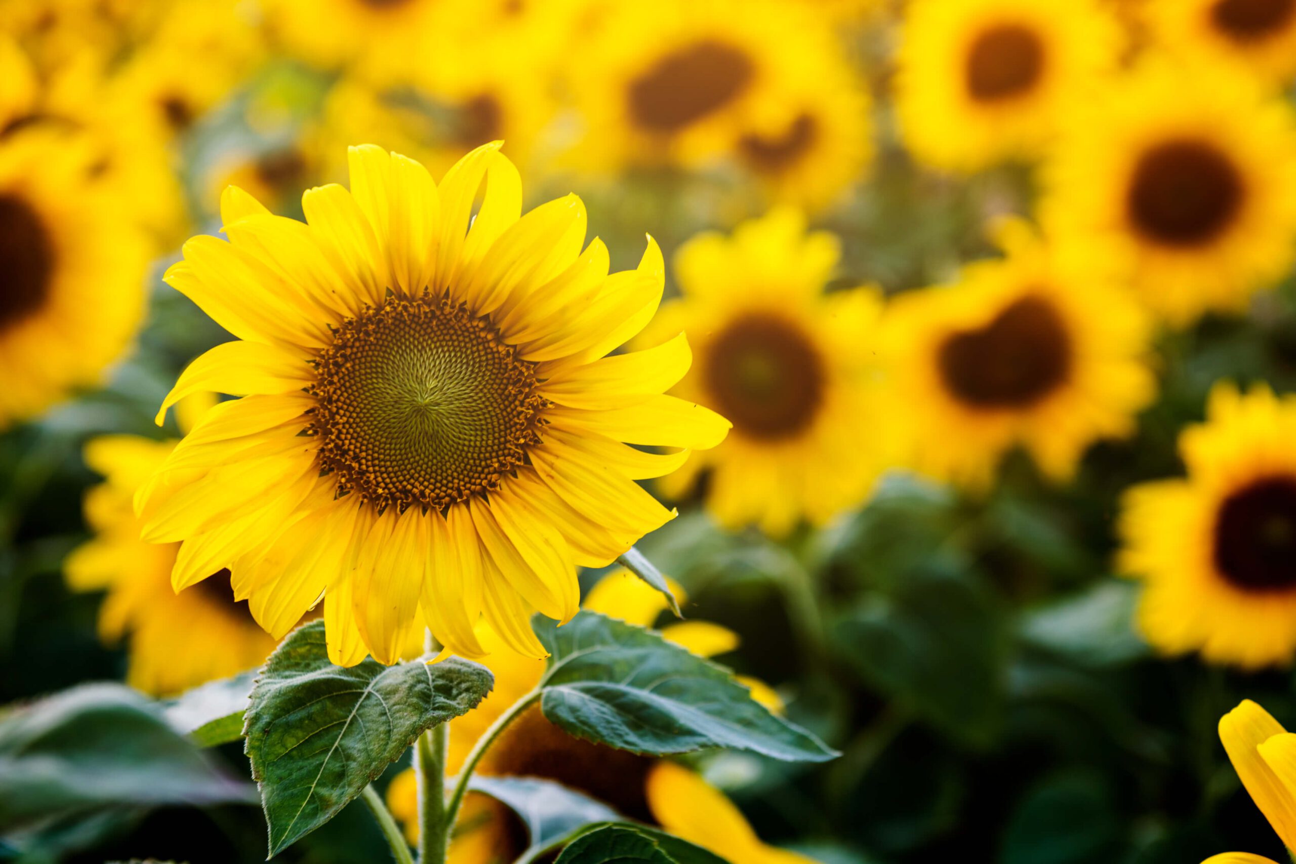 Garden Centre in Preston