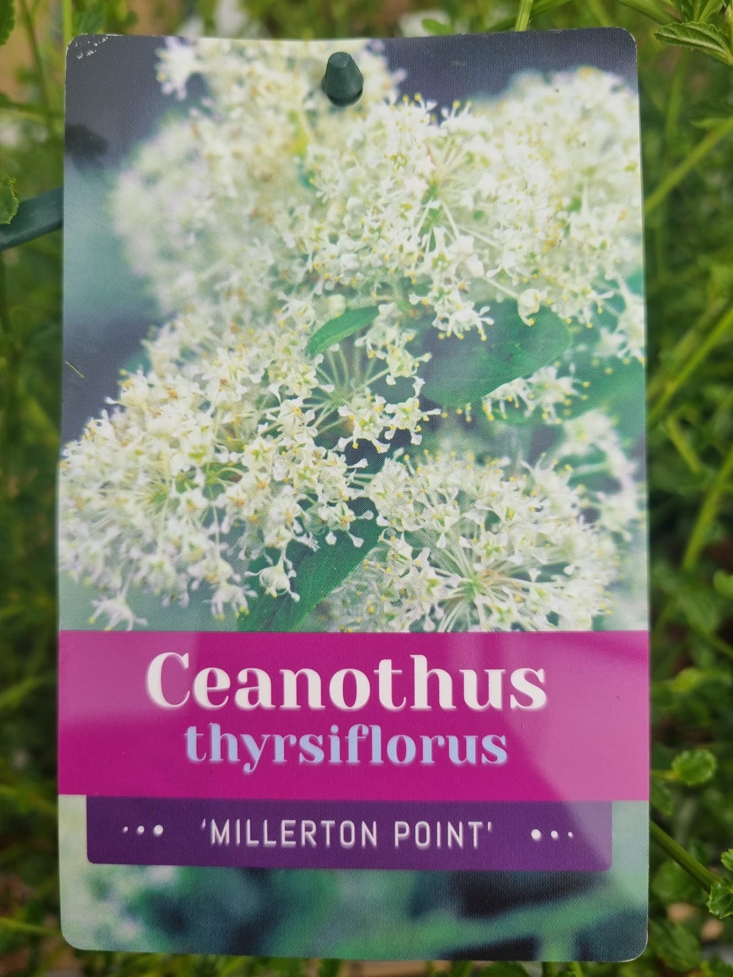 Ceanothus Thyrsiflorus Millerton Point 3L - Holland House Garden Centre ...