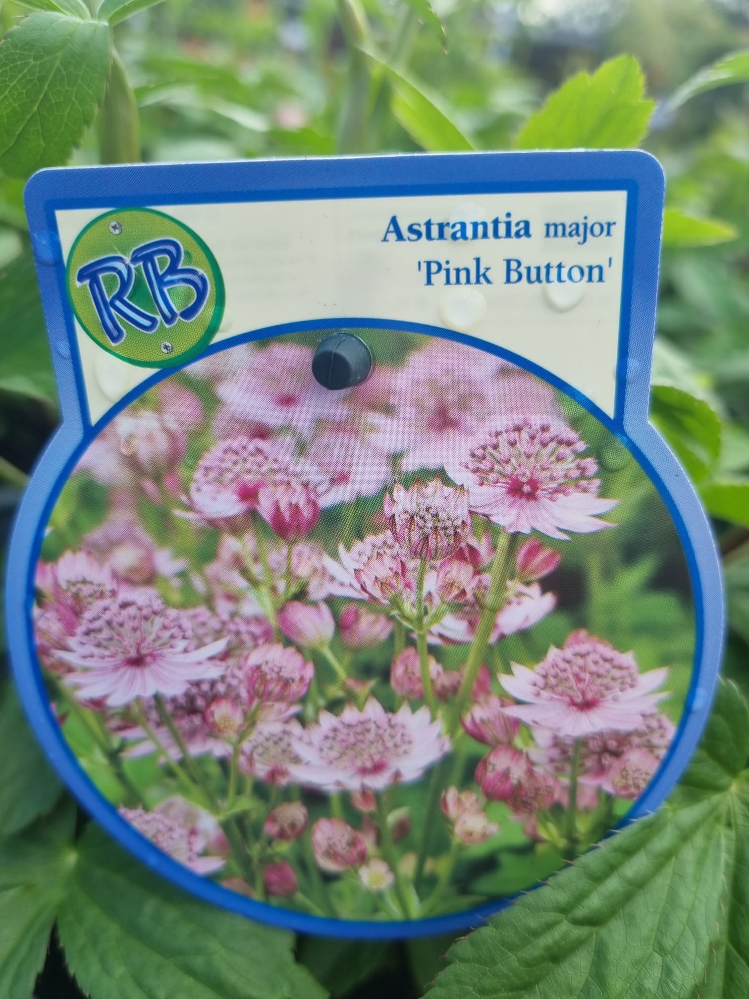 Astrantia Major Pink Button 3L Holland House Garden Centre Preston