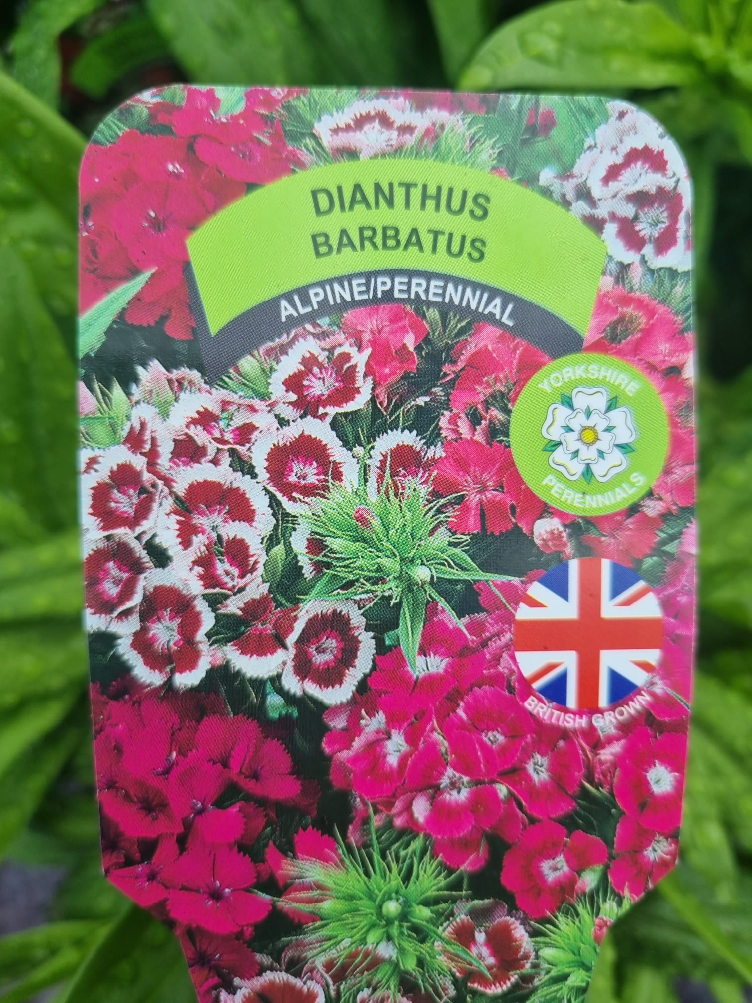 Dianthus Barbatus - Holland House Garden Centre Preston