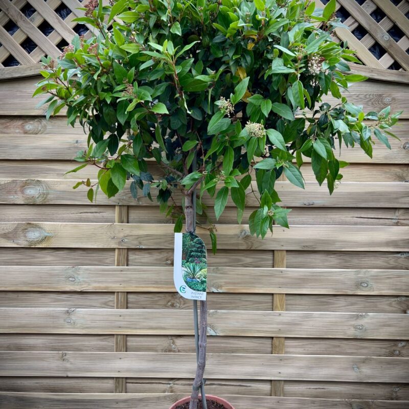 Viburnum Tinus - 150 - 160cm - Instant Impact Range