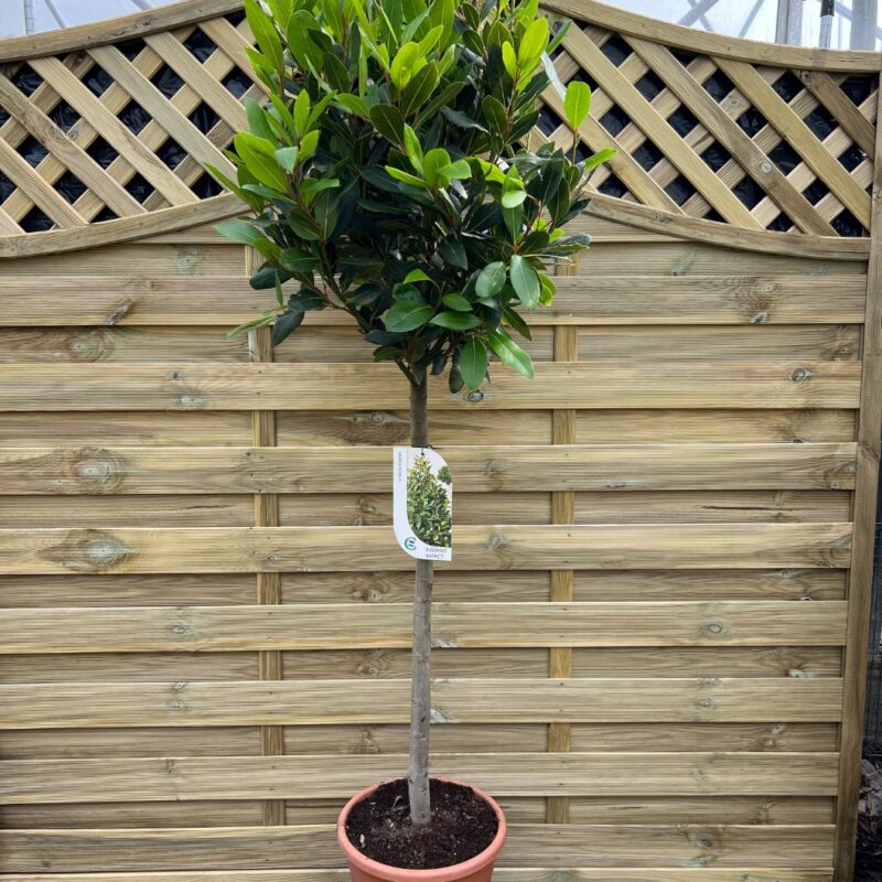 Laurus Nobilis - Bay Tree - 135cm