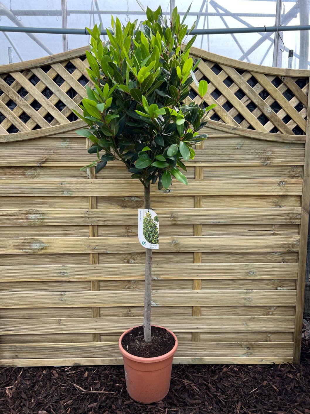 Laurus Nobilis Bay Tree 135cm Holland House Garden Centre Preston