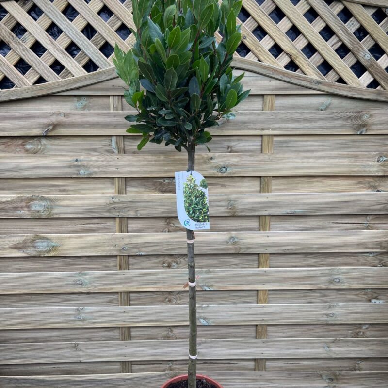 Laurus Nobilis - Bay Tree 175cm - Instant Impact Range