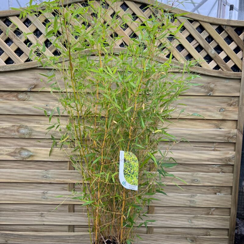 Bamboo Biccetii - 100 - 150cm - Instant Impact Range
