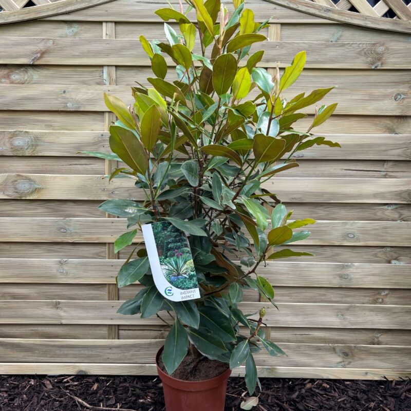 Magnolia Grandiflora Little Gem - 100 -125cm - Instant Impact Range