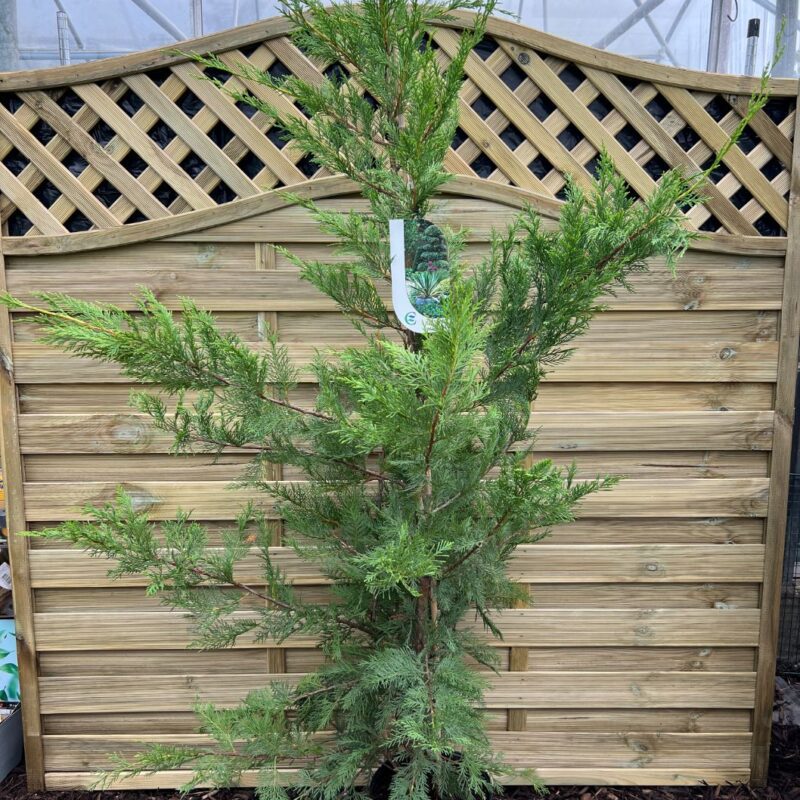 Leylandii Oger - 125 - 150cm - Instant Impact Range