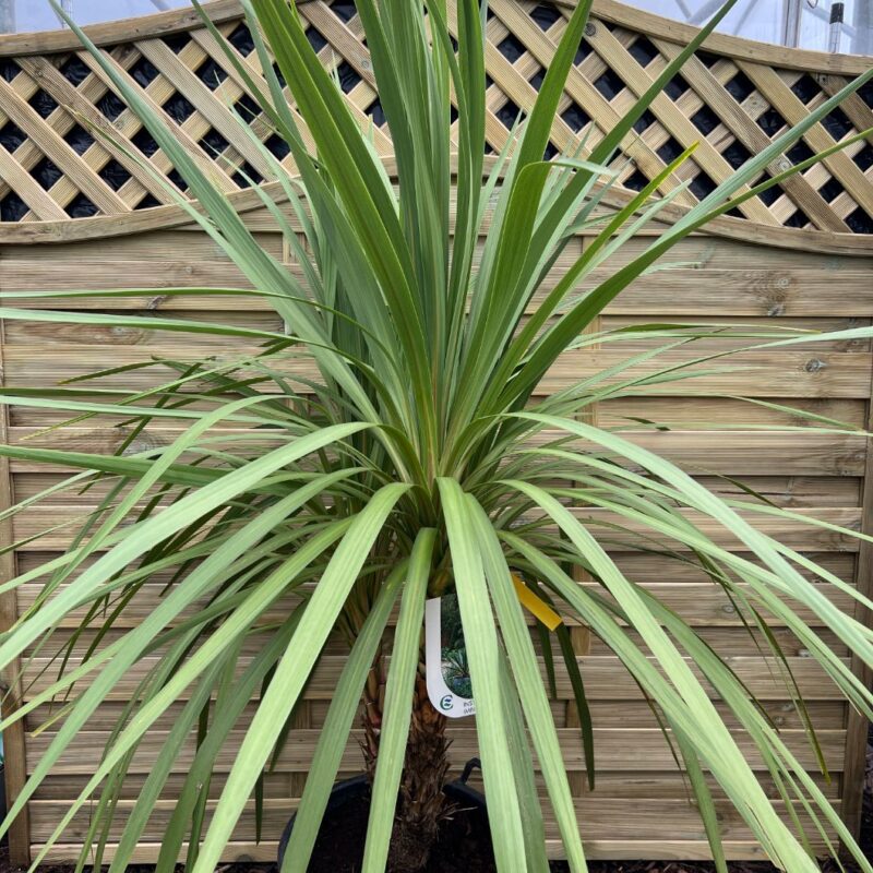 Cordyline Astralis - 80 - 100cm - Instant Impact Range