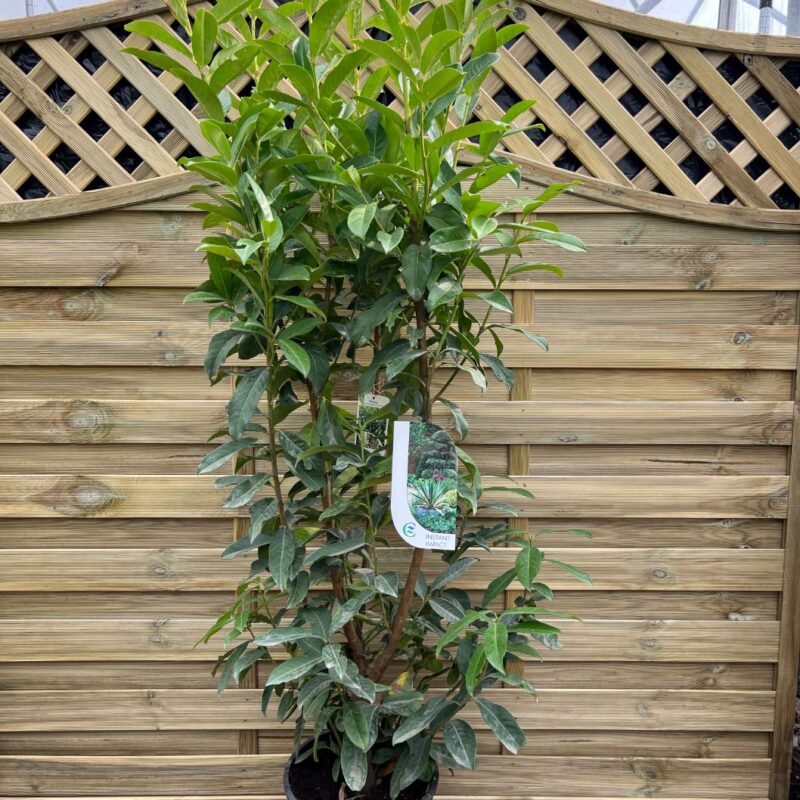 Laurel Caucasica - 150 - 175cm - Instant Impact Range