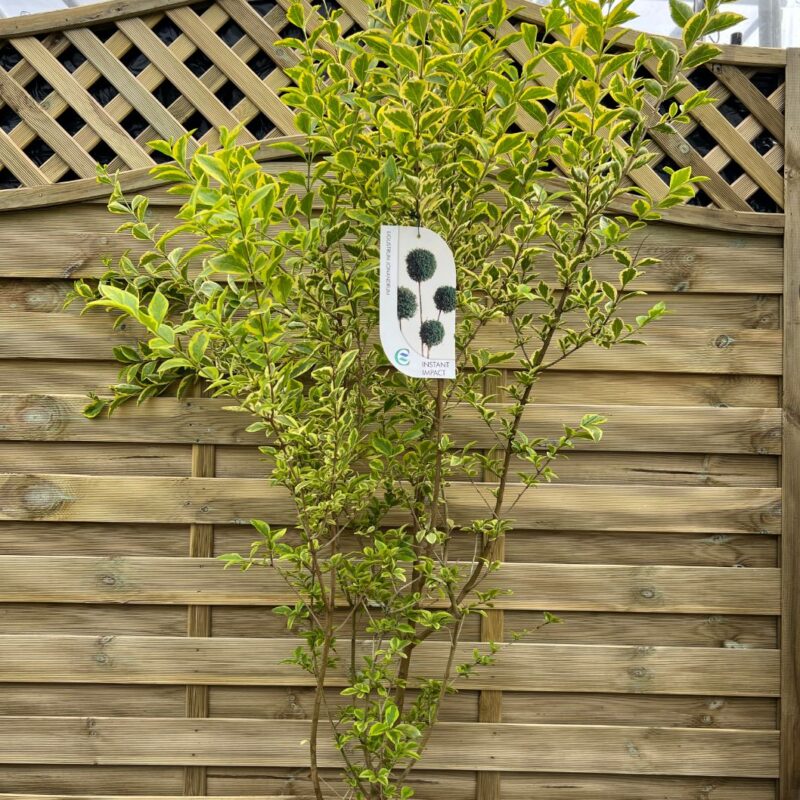 Ligusterum Oval Aurea - 150cm - Instant Impact Range