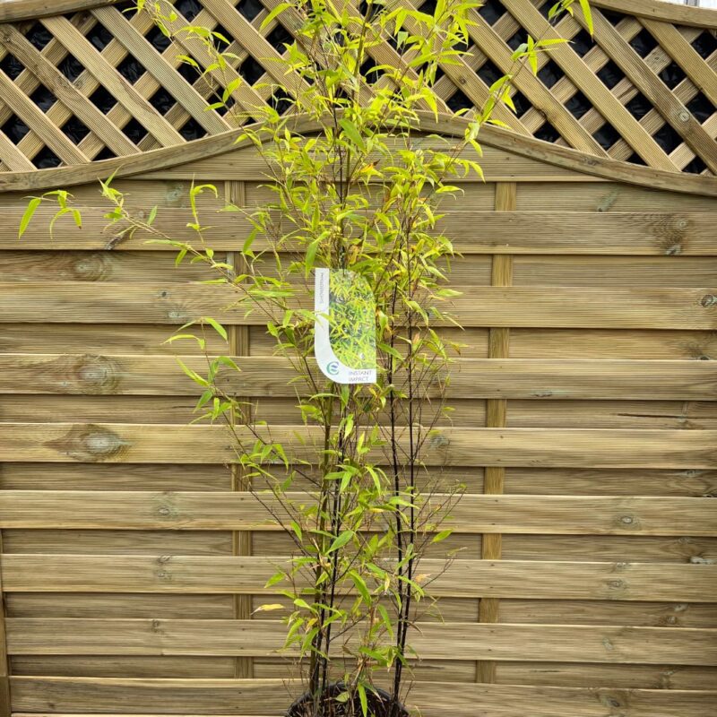 Black Bamboo - 100 - 150cm - Instant Impact Range