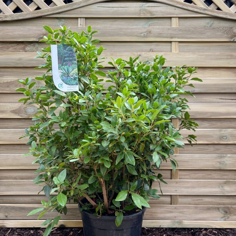 Viburnam Tinus - 60 - 80cm - Instant Impact Range