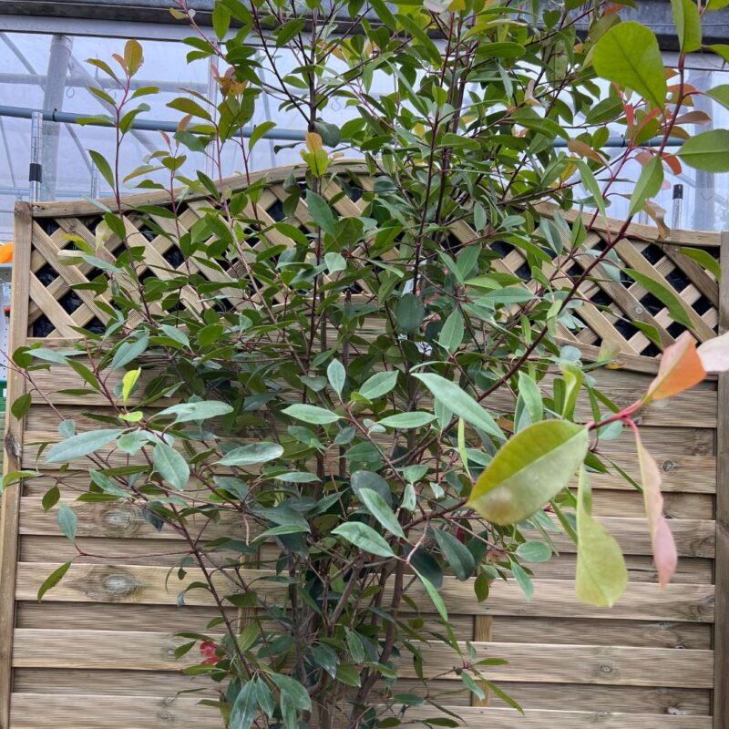 Photinia Red Robin - Instant impact Range