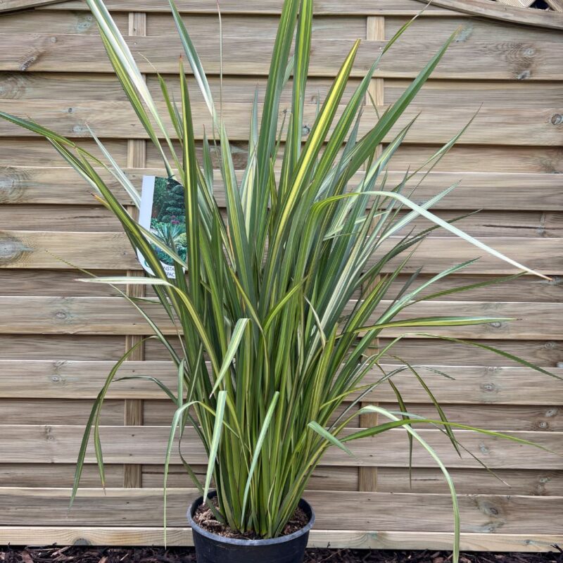 Phormium - Tenax Sundowner - 90 - 100cm - Instant Impact Range