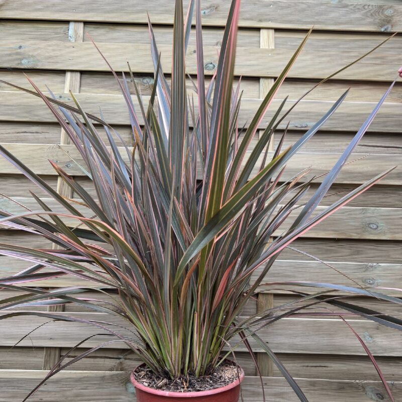 Phormium Apricot Queen - 90 - 100cm - Instant Impact Range