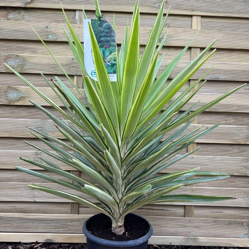 Yukka Jewel - 60 - 80cm Instant Impact Range