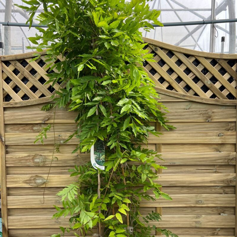 Wisteria Sinesis - 150 - 200cm Instant Impact Range