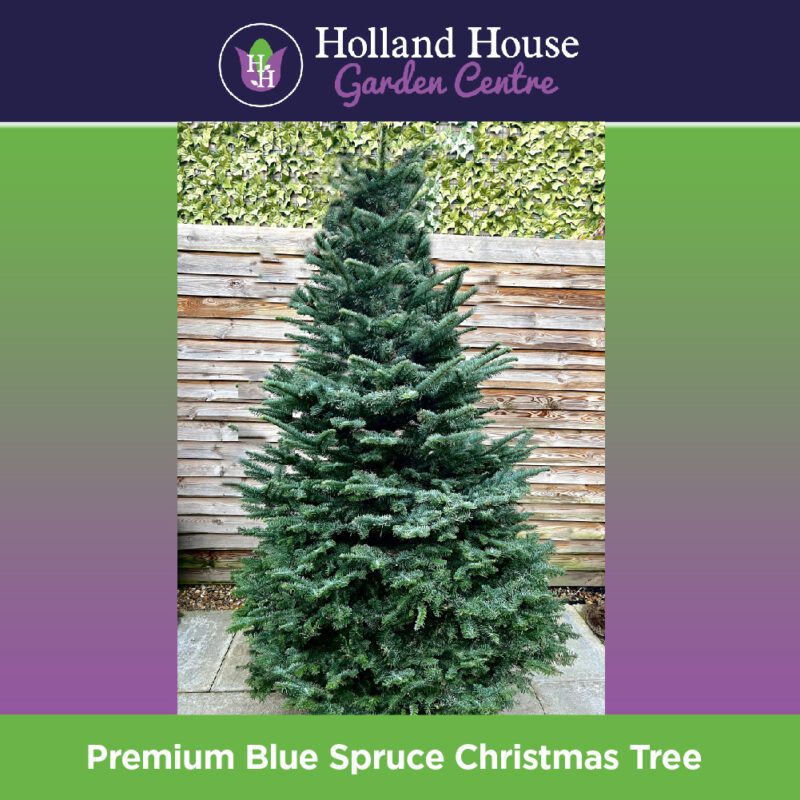 Premium Blue Spruce Christmas Tree