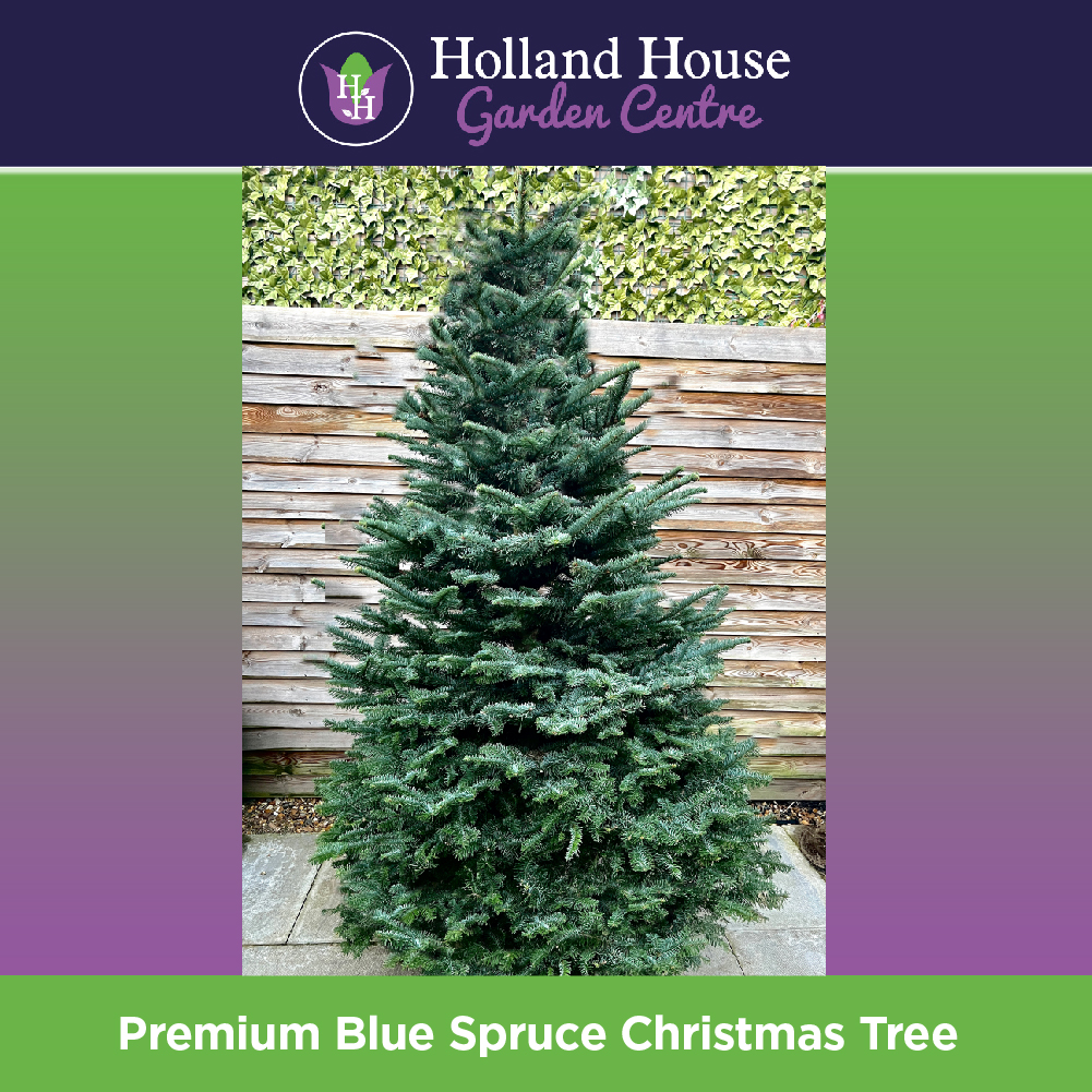 Premium Blue Spruce Christmas Tree Holland House Garden Centre Preston