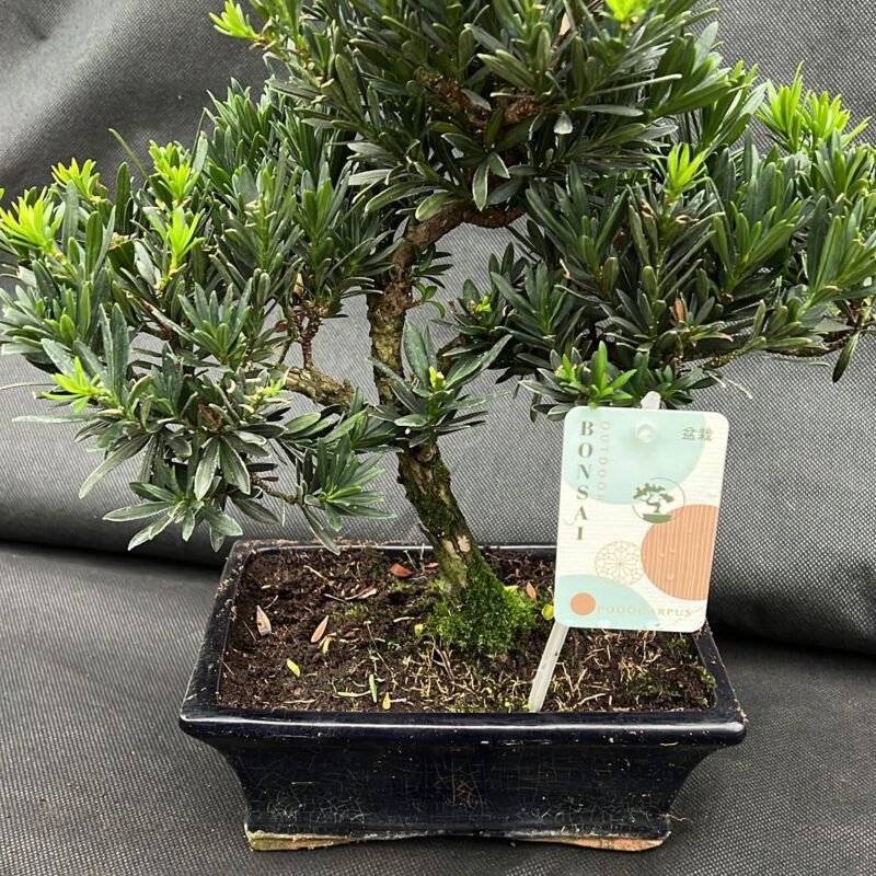 Bonsai Podocarpus