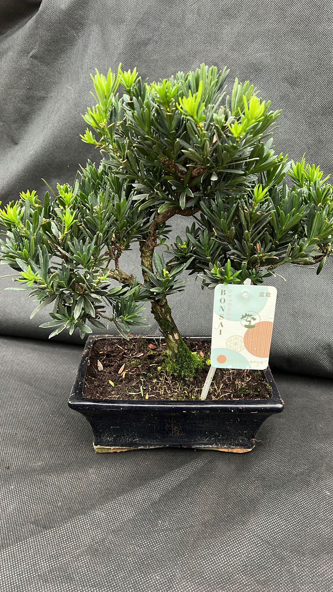 Bonsai Podocarpus Holland House Garden Centre Preston