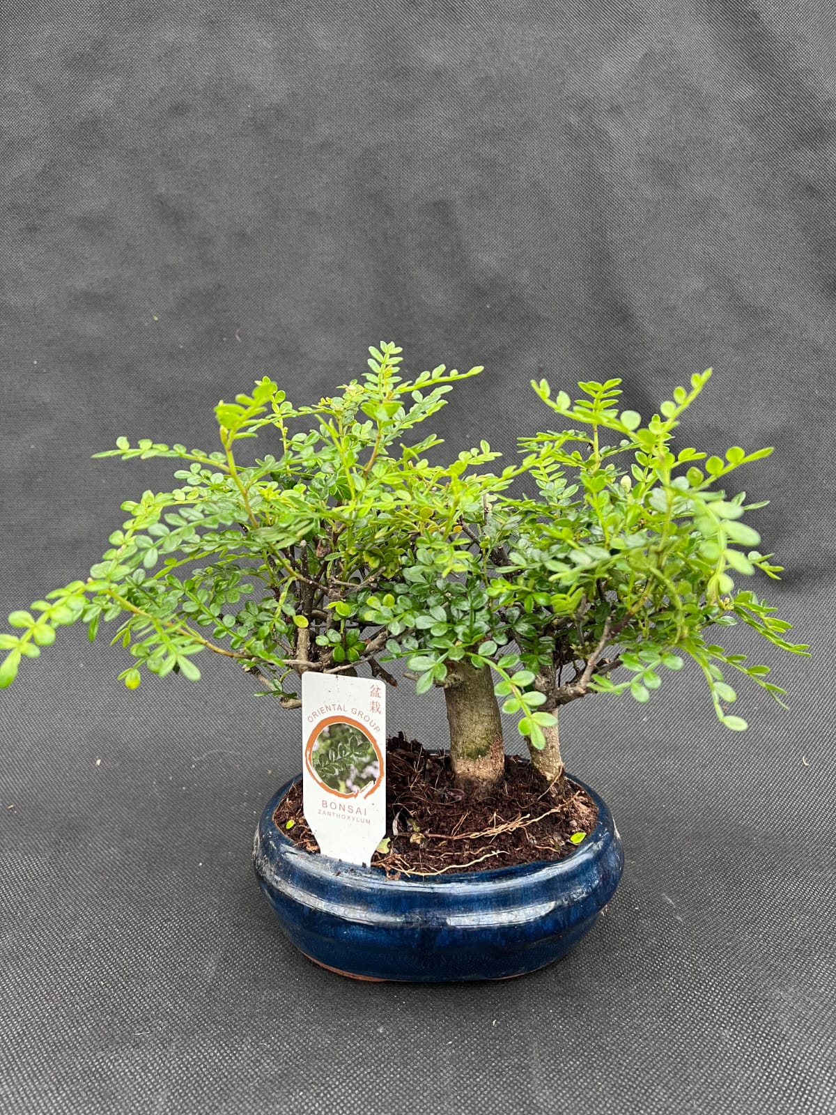 Bonsai Zanthoxylum Holland House Garden Centre Preston