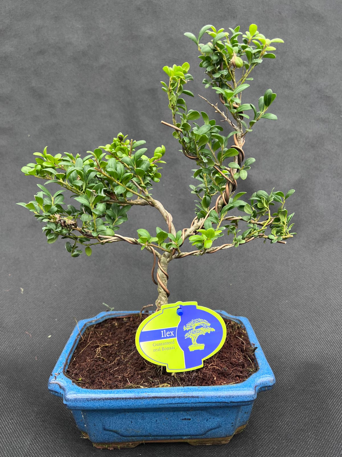 Ilex Bonsai Holland House Garden Centre Preston