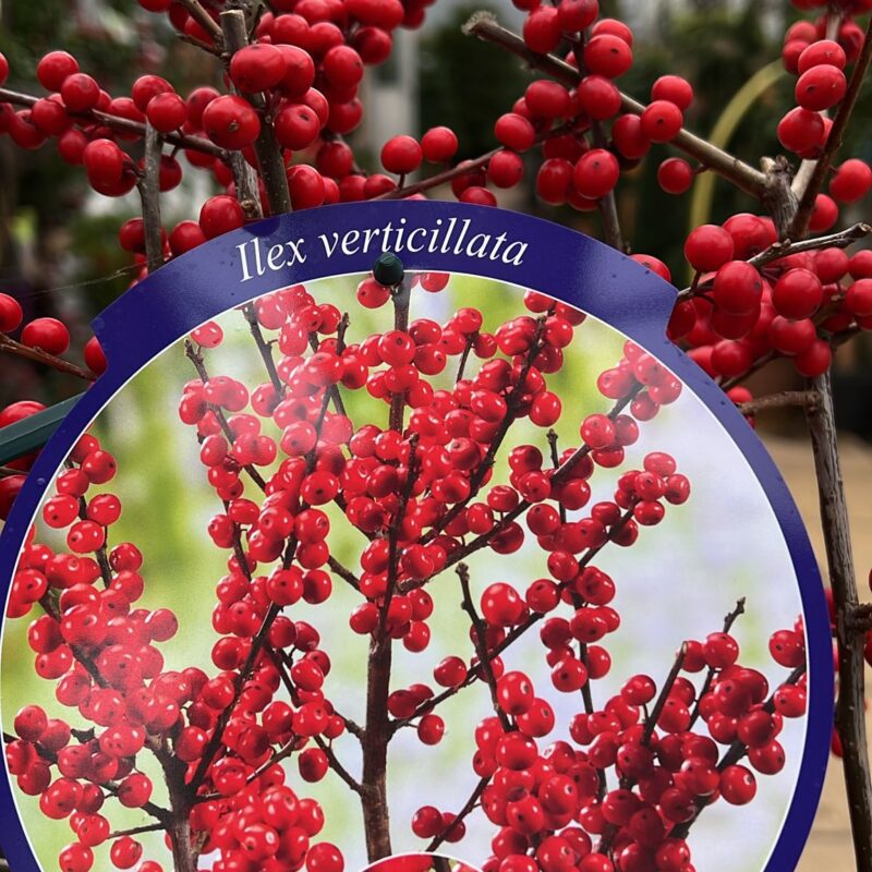 Ilex Verticillata