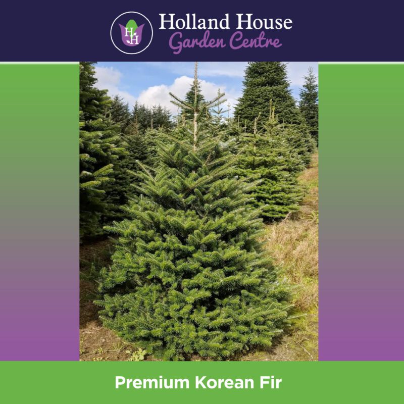 Premium Korean Fir