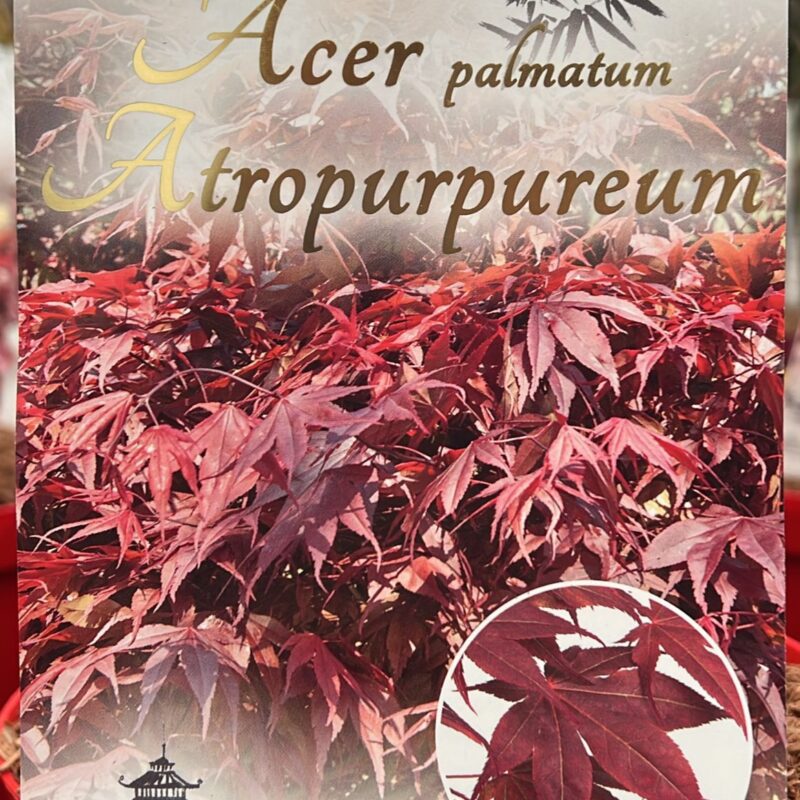 Acer Atropurpureum  3ltr