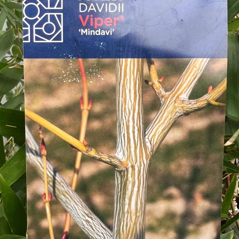Acer Davidii Viper ‘Mindavi’ 4/5ft
