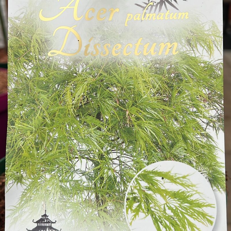 Acer Dissectum 3ltr