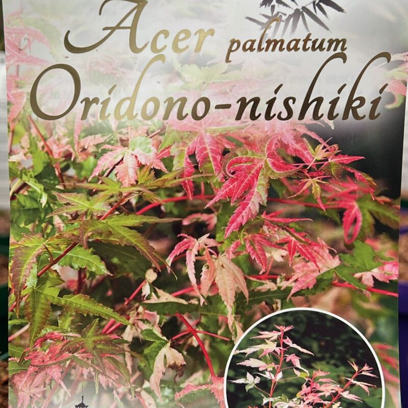 Acer Oridono-nishiki 3ltr